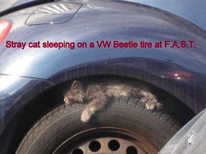 cat sleeping on VW Beetle